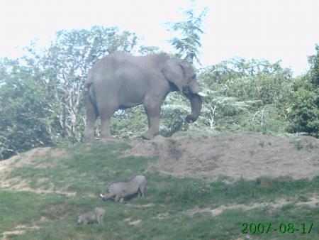 visite du zoo de thoiry